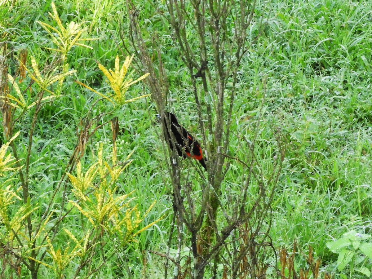 Scarlet-rumped Tanager - Maria Corriols