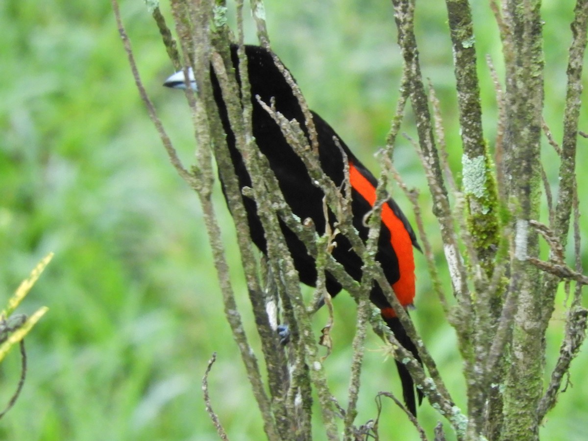 Scarlet-rumped Tanager - ML618801005