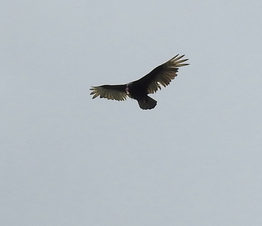 Turkey Vulture - T C