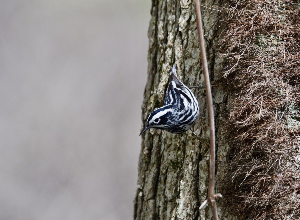 Black-and-white Warbler - ML618801019