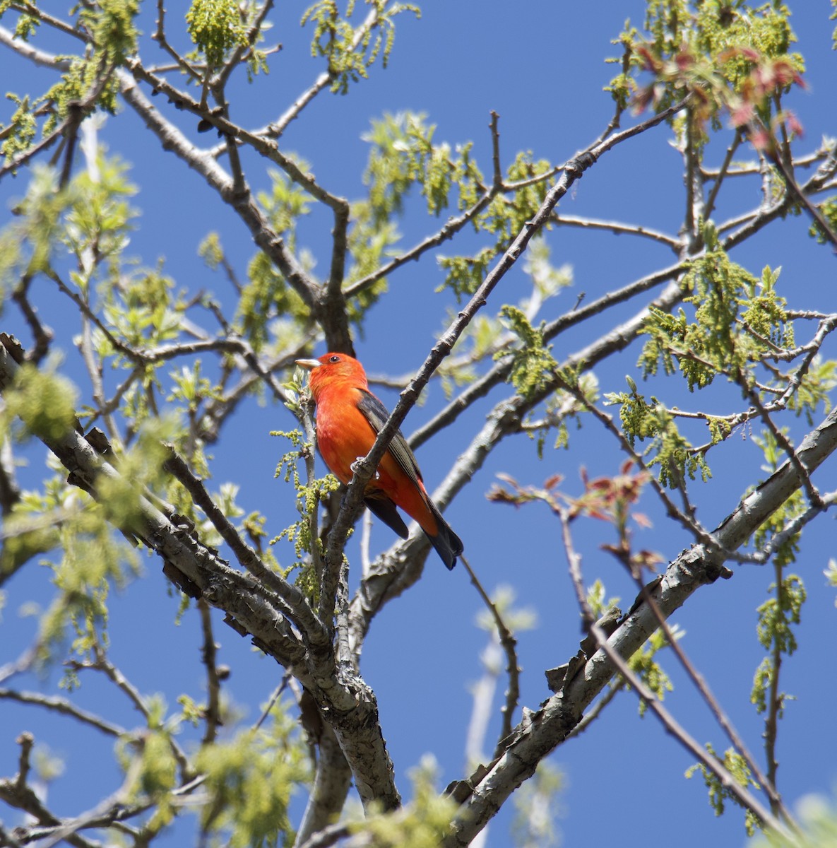 Scarlet Tanager - ML618801071
