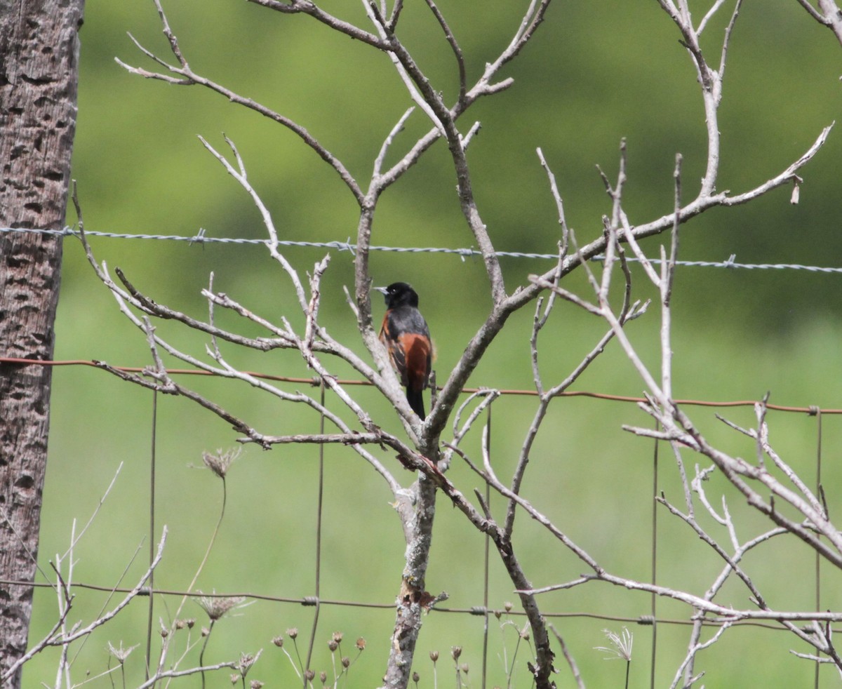 Orchard Oriole - ML618801090