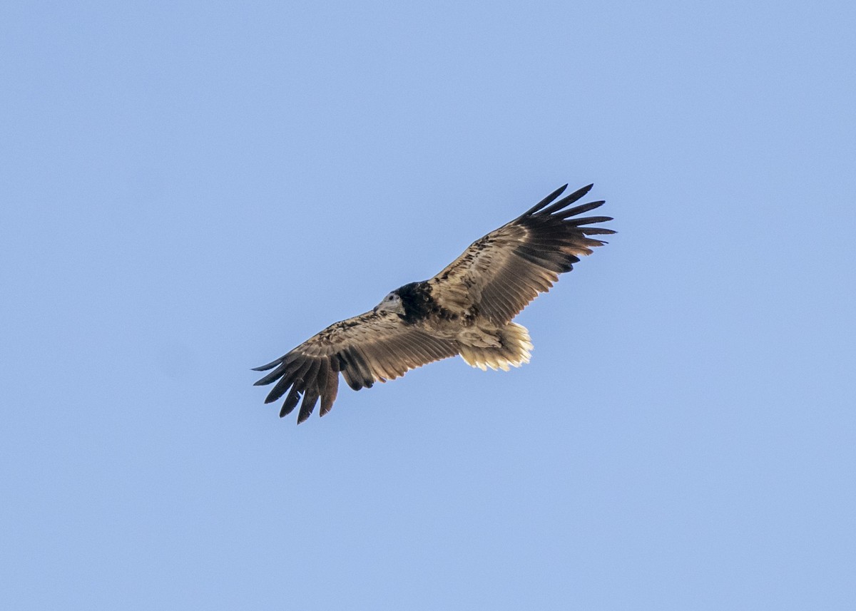 Egyptian Vulture - ML618801096