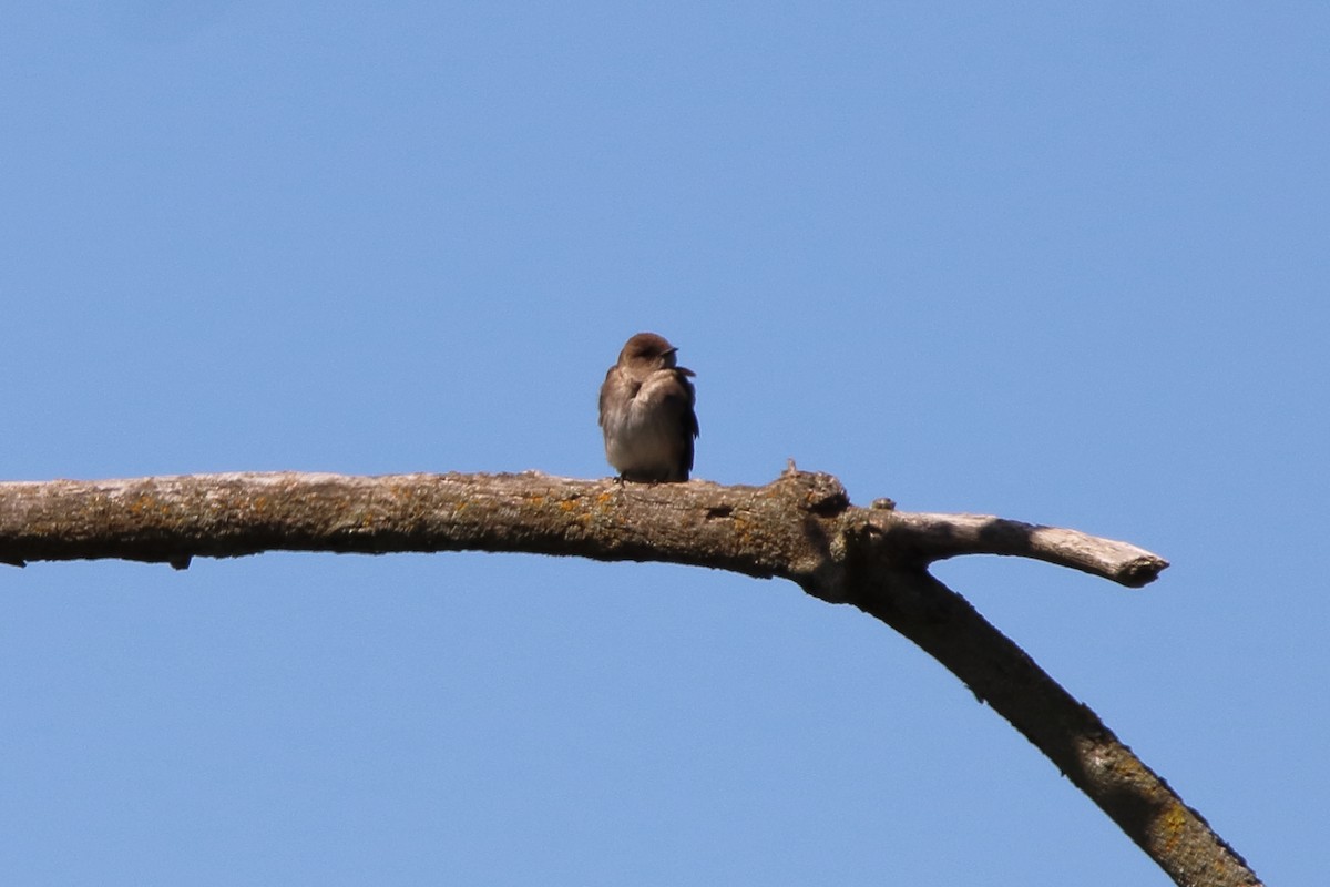 Northern Rough-winged Swallow - ML618801121