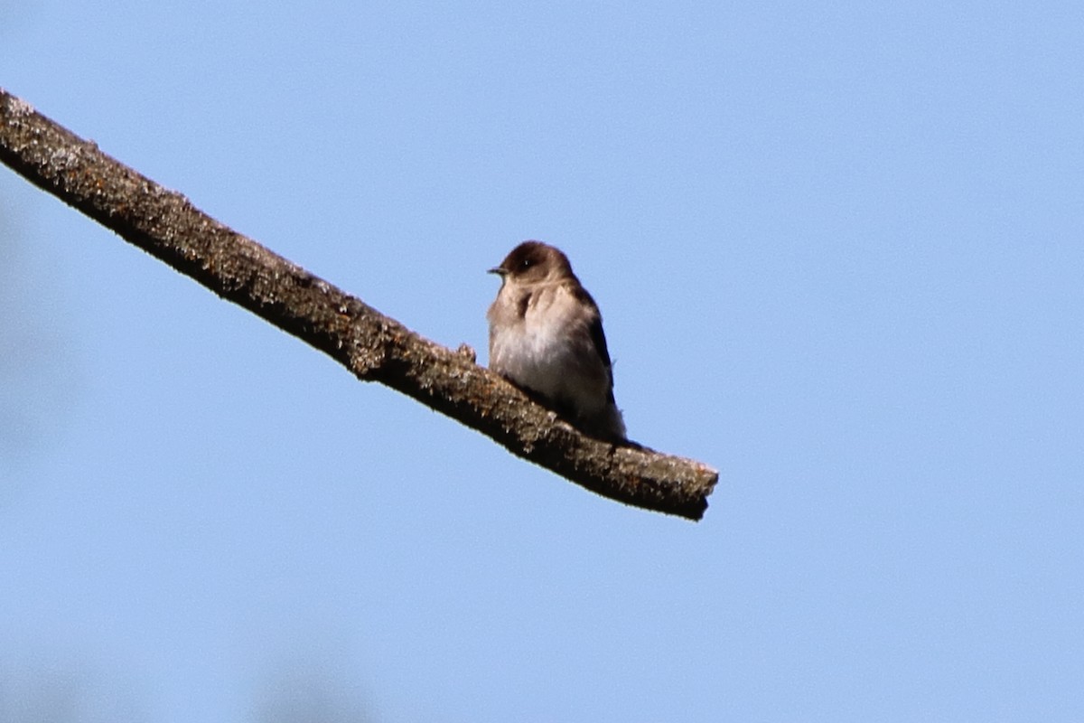 Northern Rough-winged Swallow - ML618801122