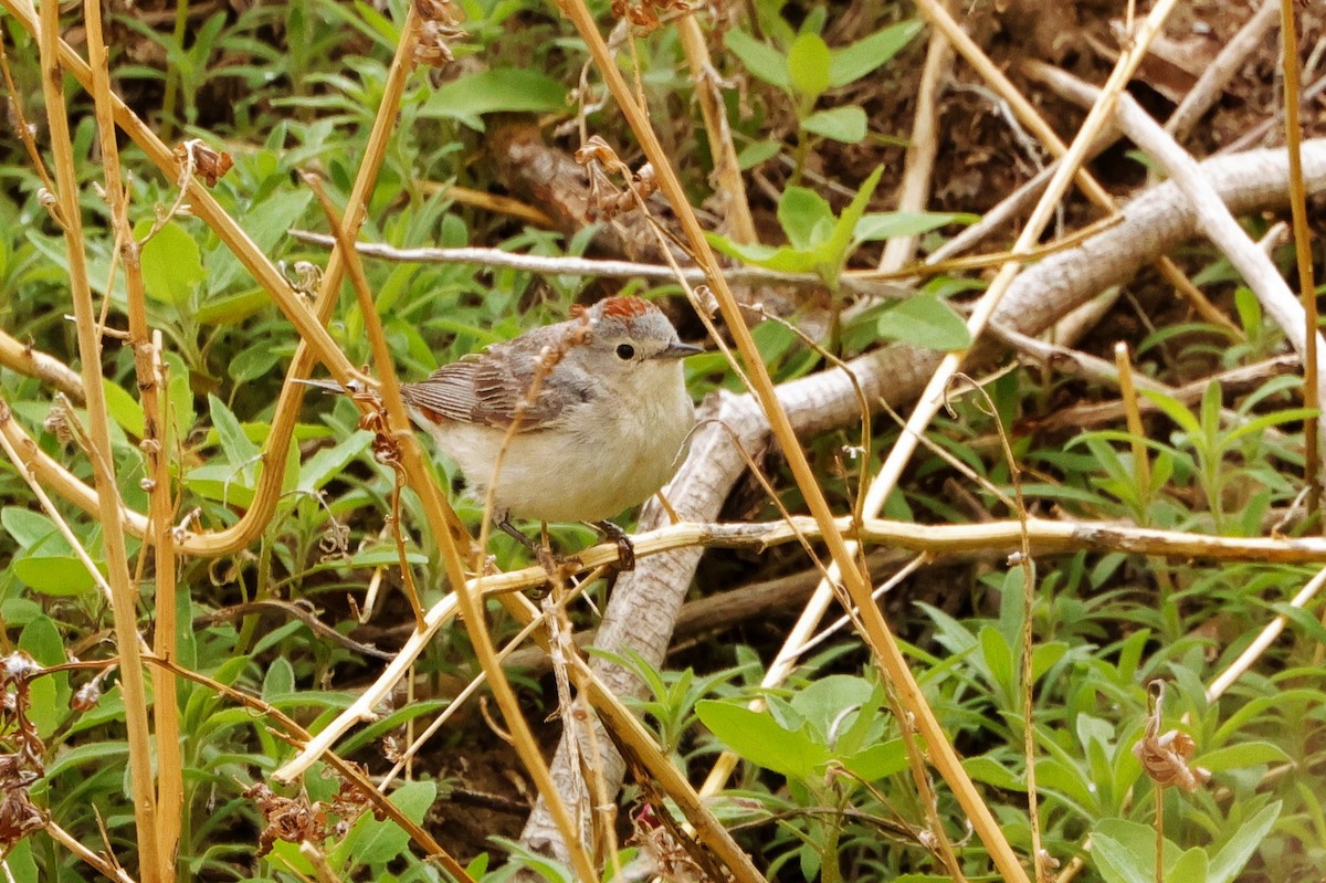Lucy's Warbler - ML618801158