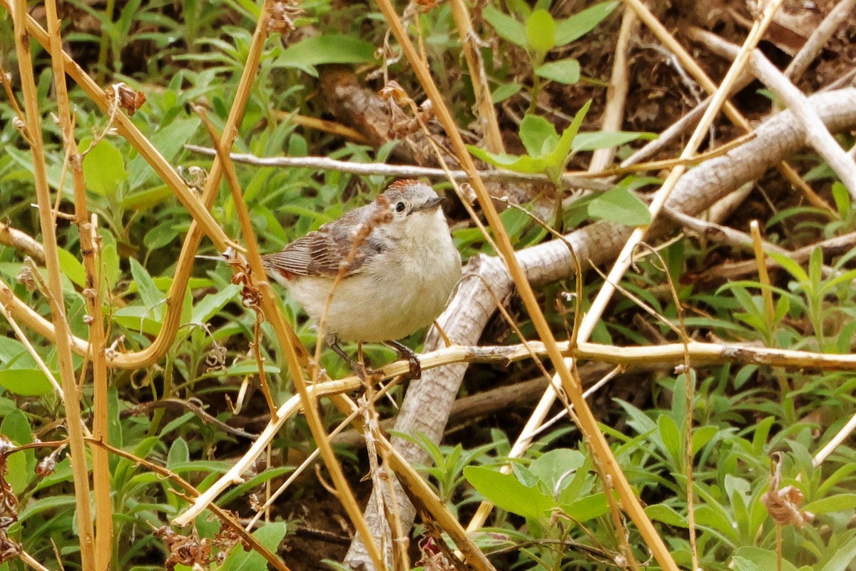 Lucy's Warbler - ML618801159