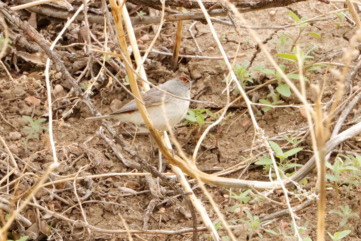 Lucy's Warbler - ML618801161