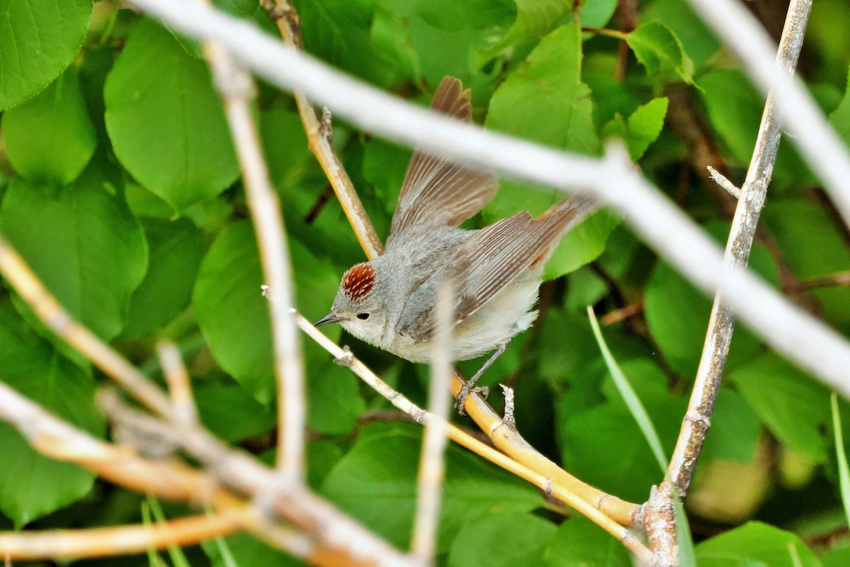 Lucy's Warbler - ML618801163
