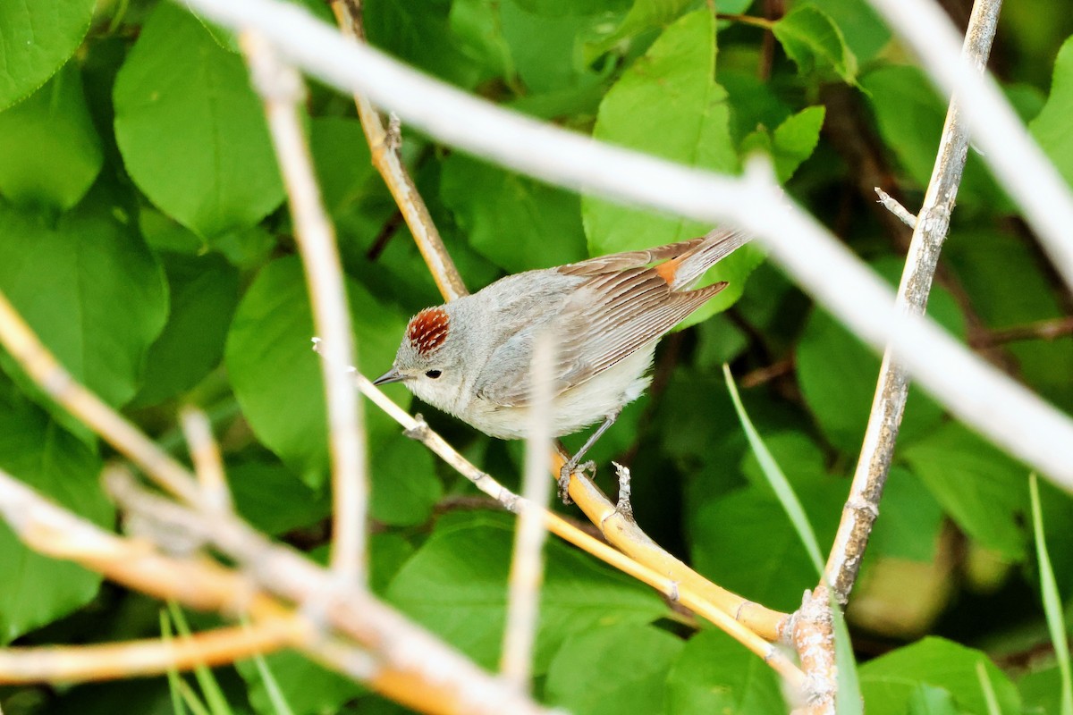 Lucy's Warbler - ML618801164