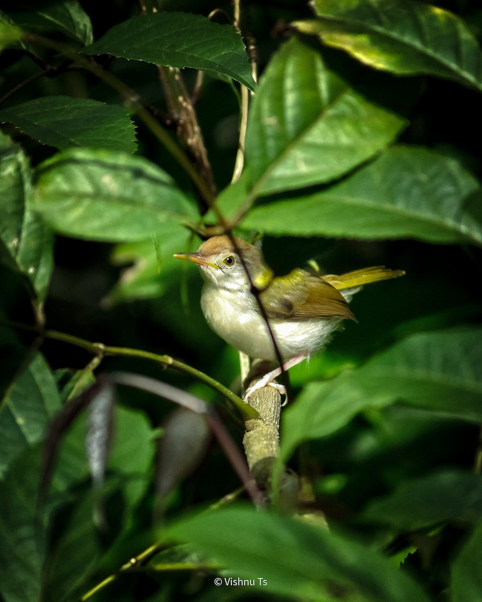Common Tailorbird - Vishnu TS