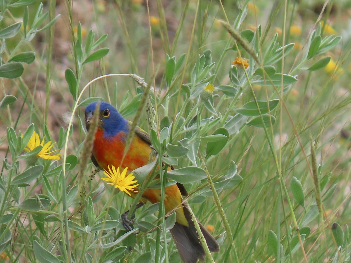 Painted Bunting - ML618801170