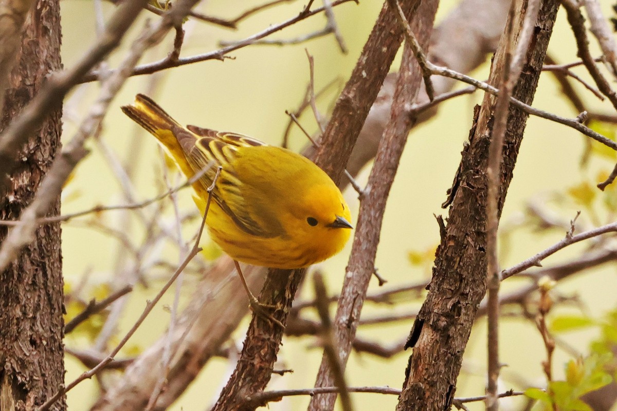 Yellow Warbler - Risë Foster-Bruder