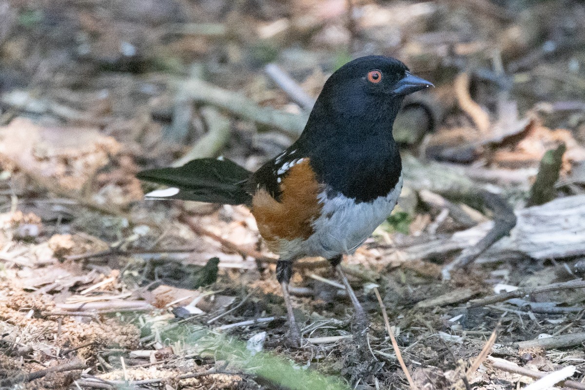 Spotted Towhee - ML618801174