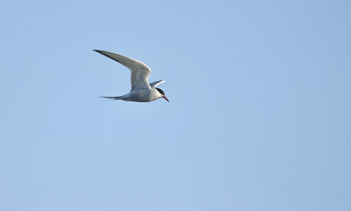 Common Tern - ML618801195