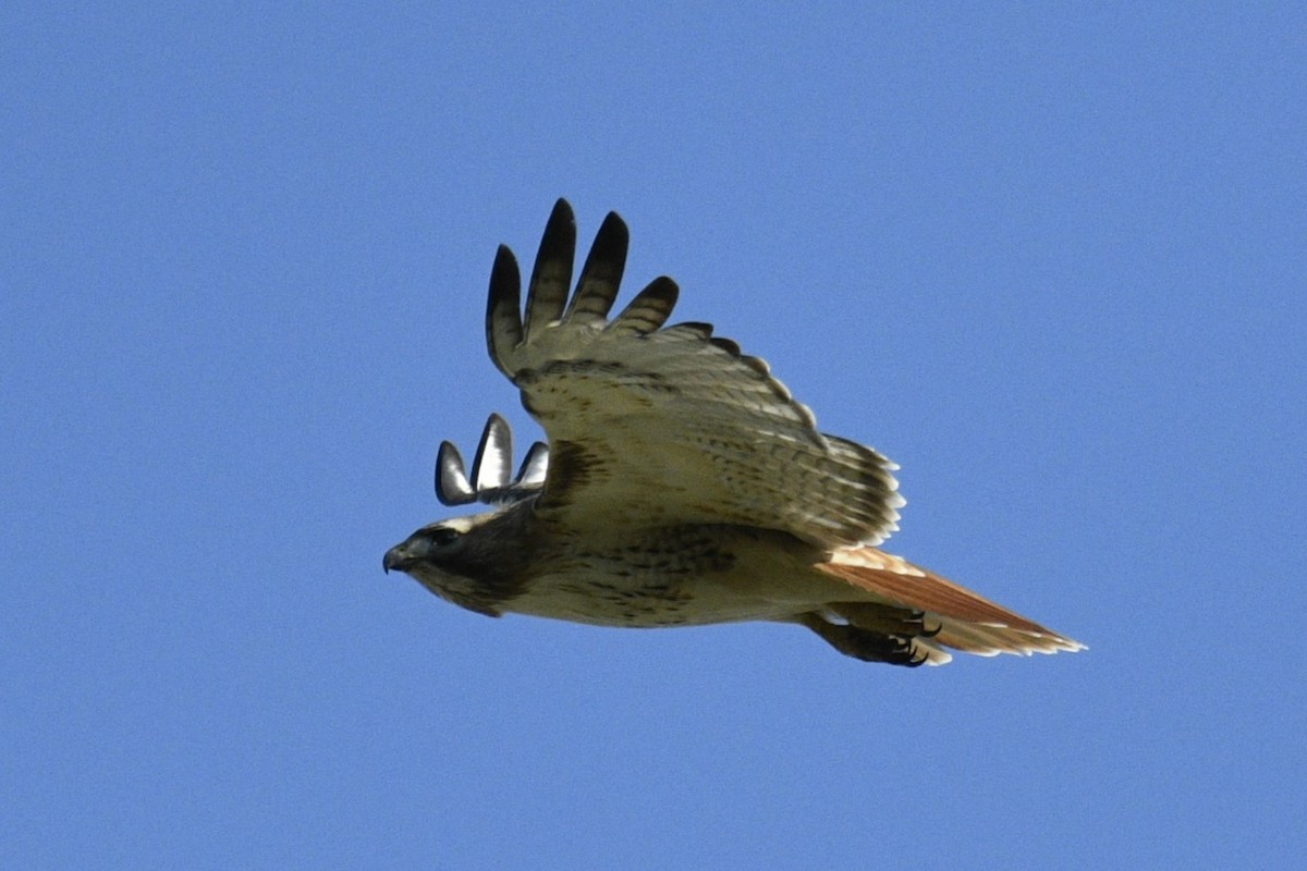 Red-tailed Hawk - Joshua  Smith