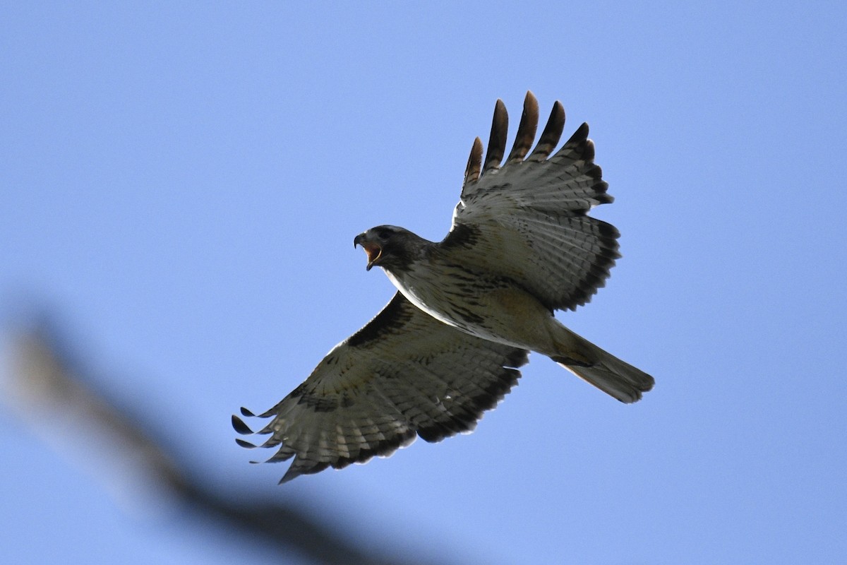 Red-tailed Hawk - ML618801230