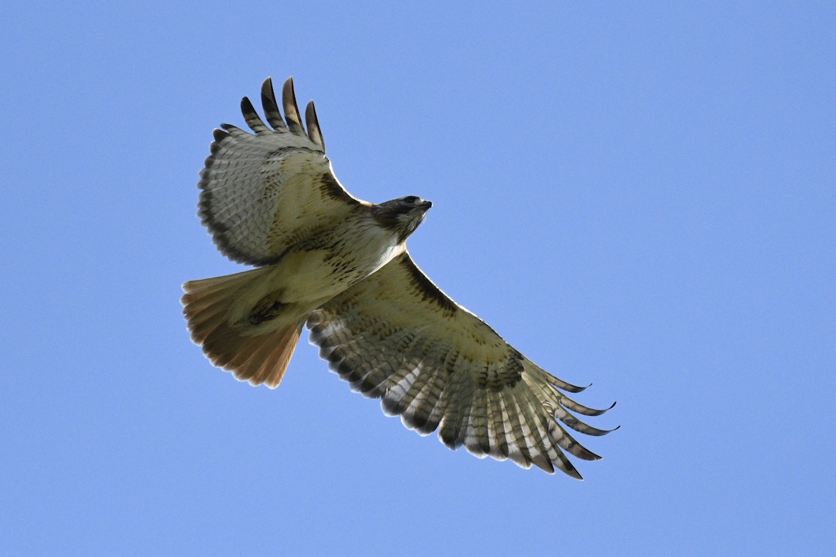 Red-tailed Hawk - ML618801234