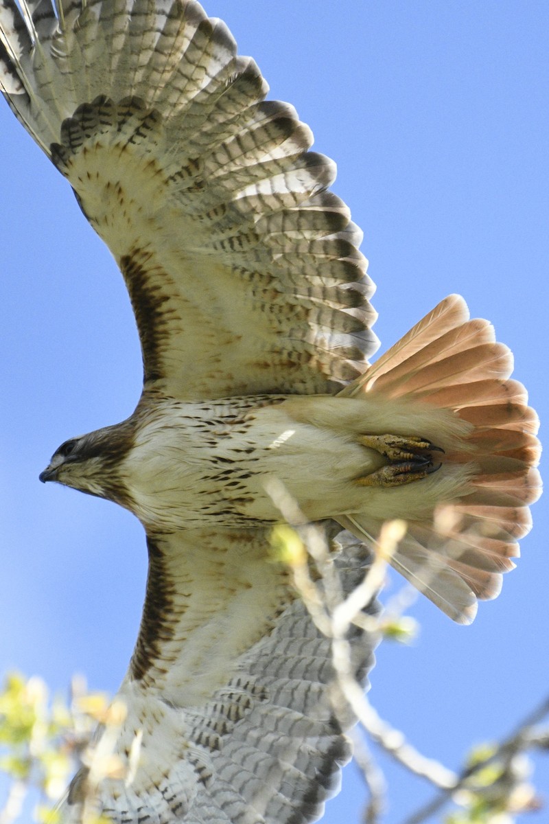 Red-tailed Hawk - Joshua  Smith