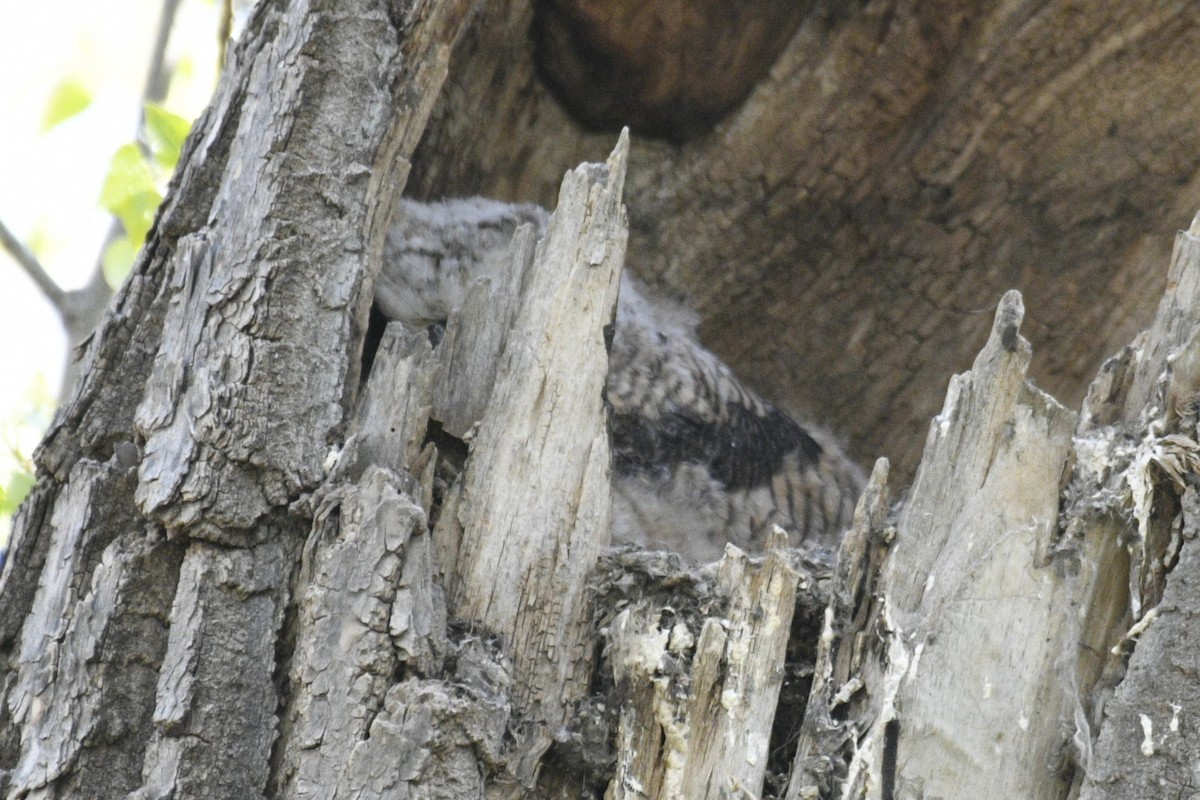 Great Horned Owl - ML618801237