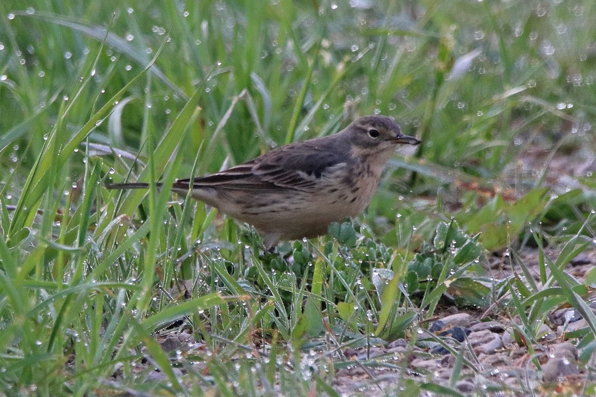 American Pipit - Dave Brown