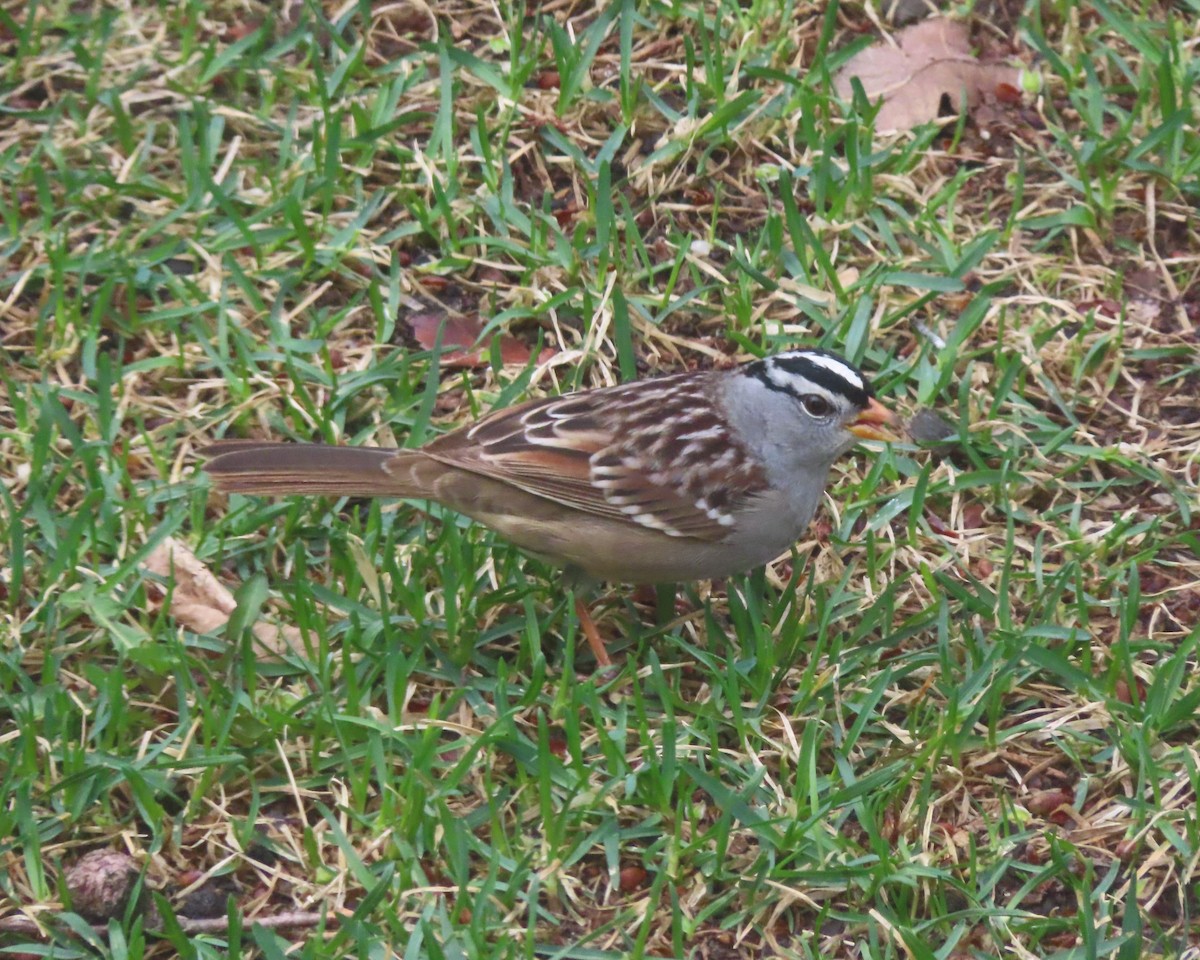 White-crowned Sparrow - Violet Kosack