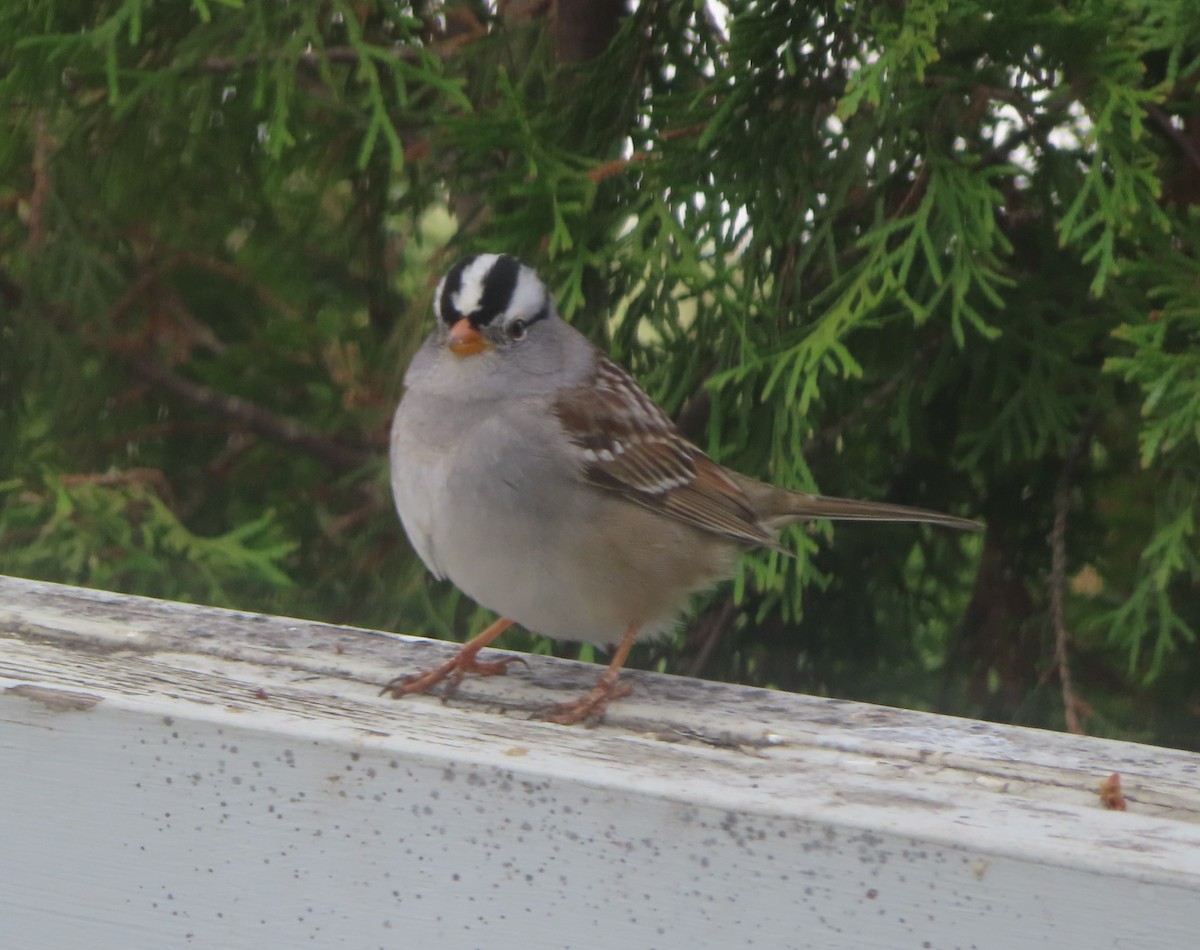 White-crowned Sparrow - ML618801324