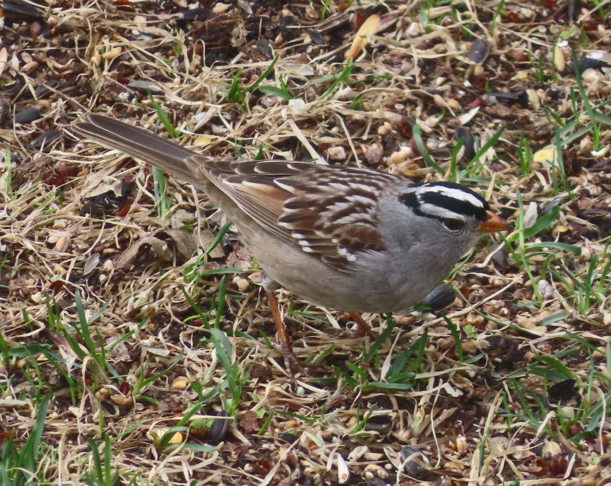 White-crowned Sparrow - ML618801331