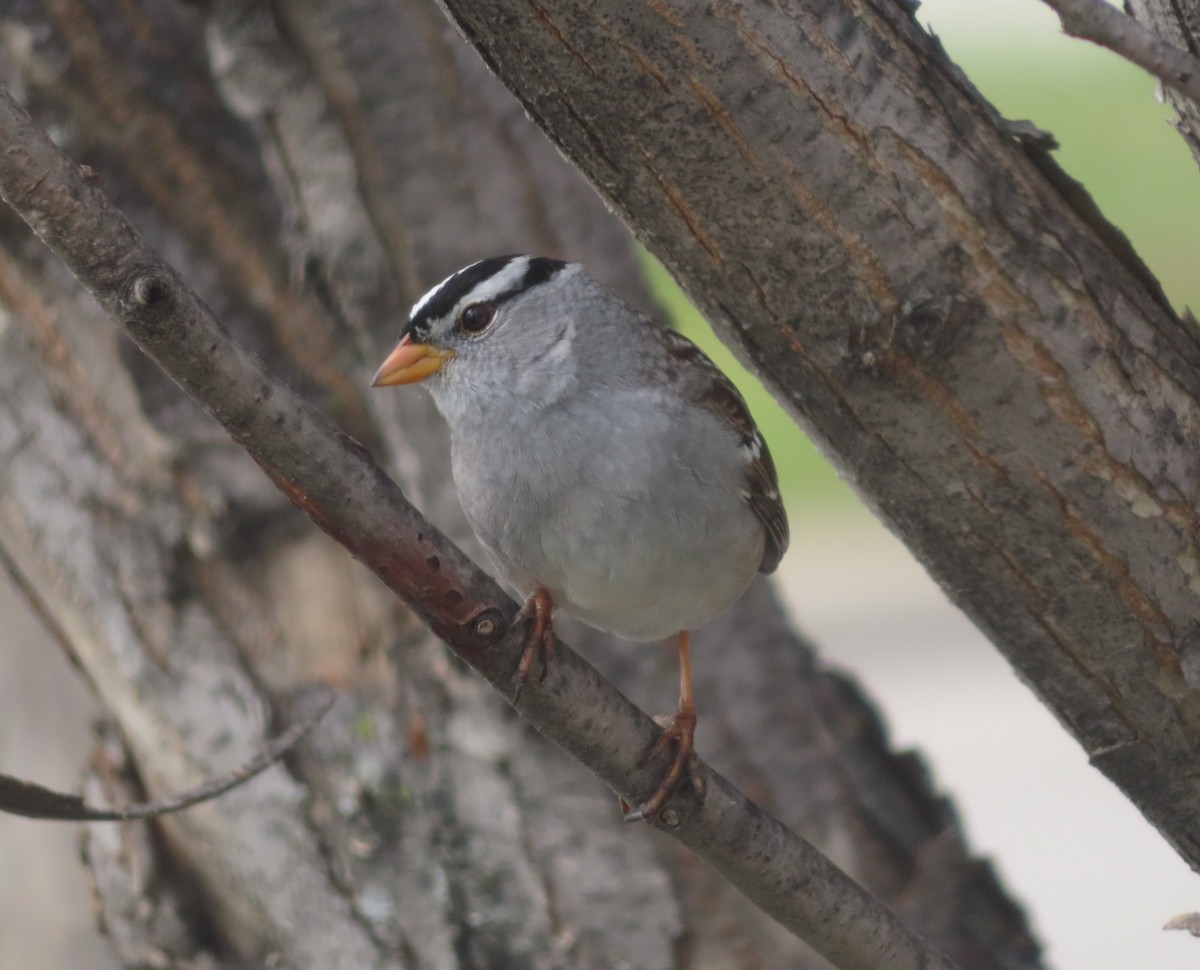 White-crowned Sparrow - ML618801334