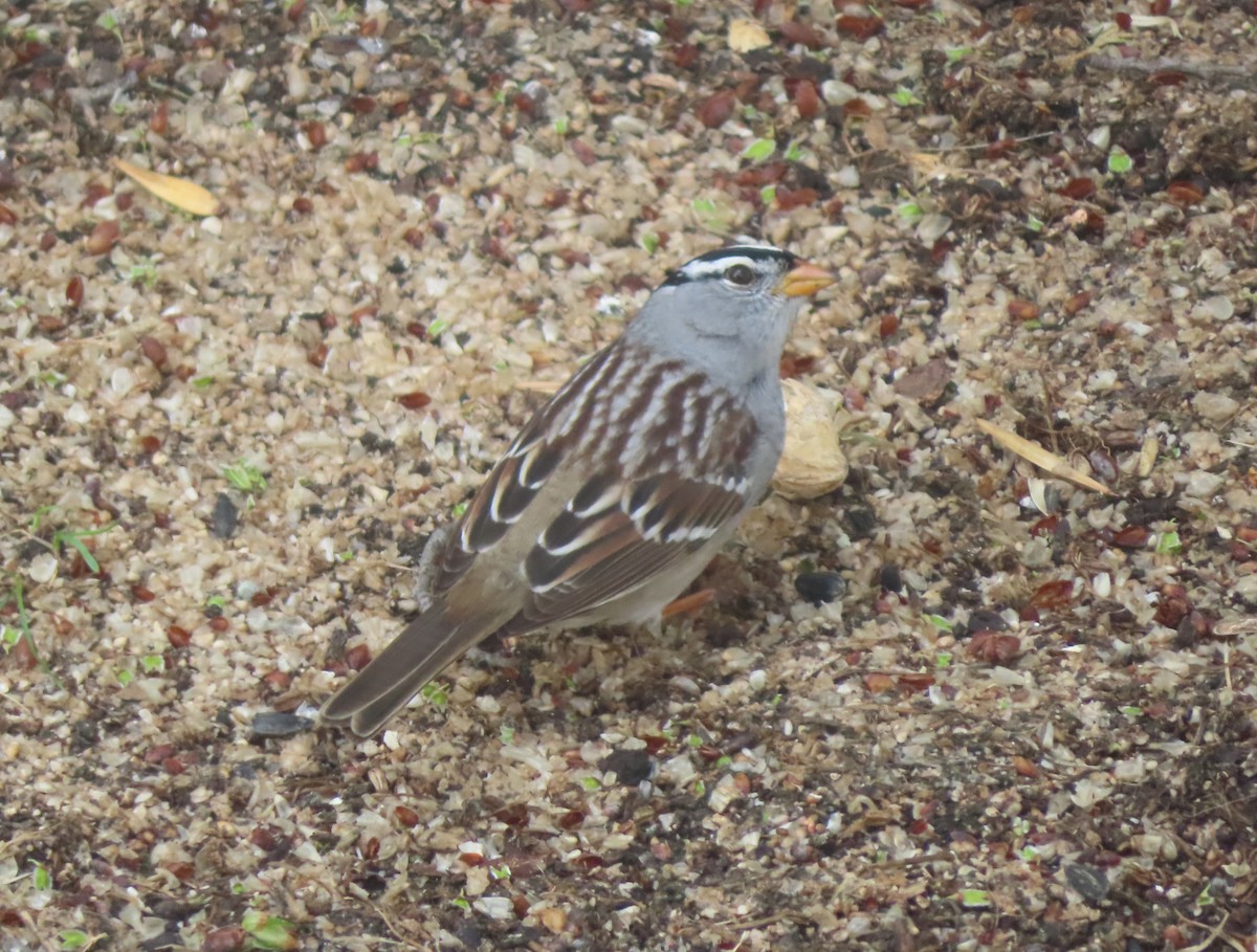 White-crowned Sparrow - ML618801336
