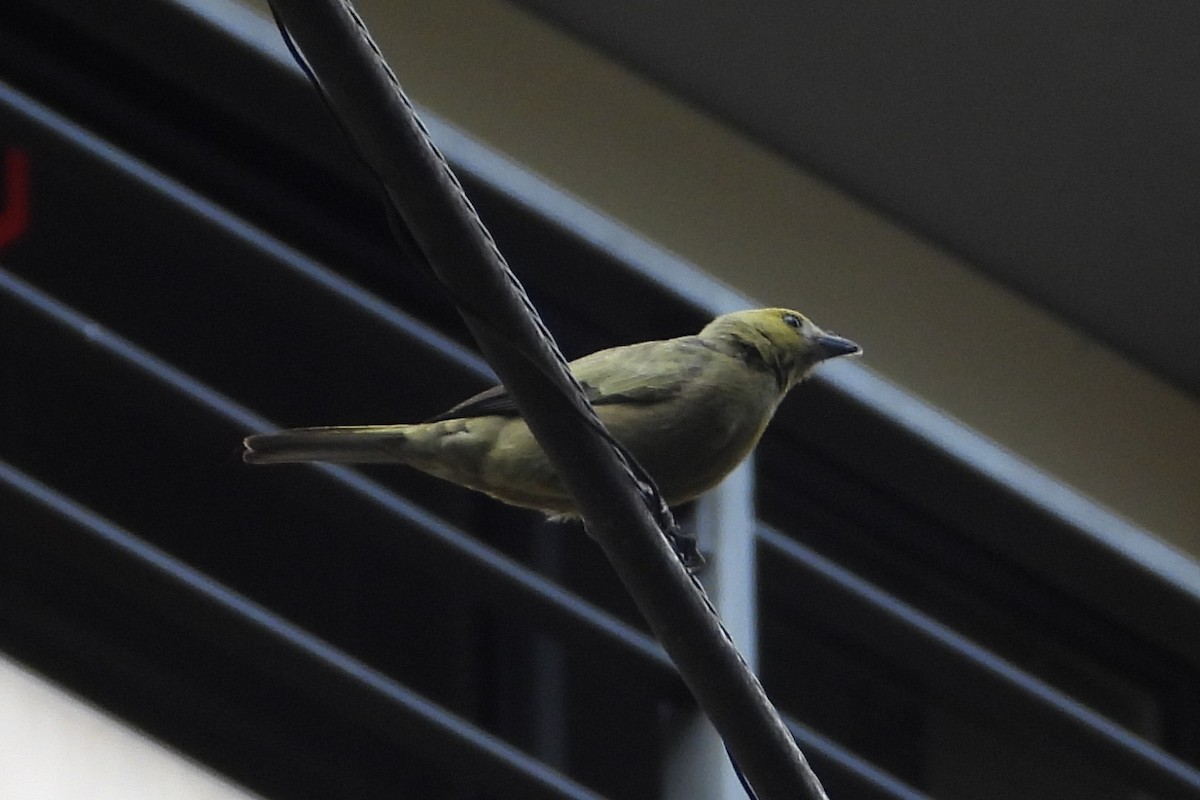 Palm Tanager - ML618801347