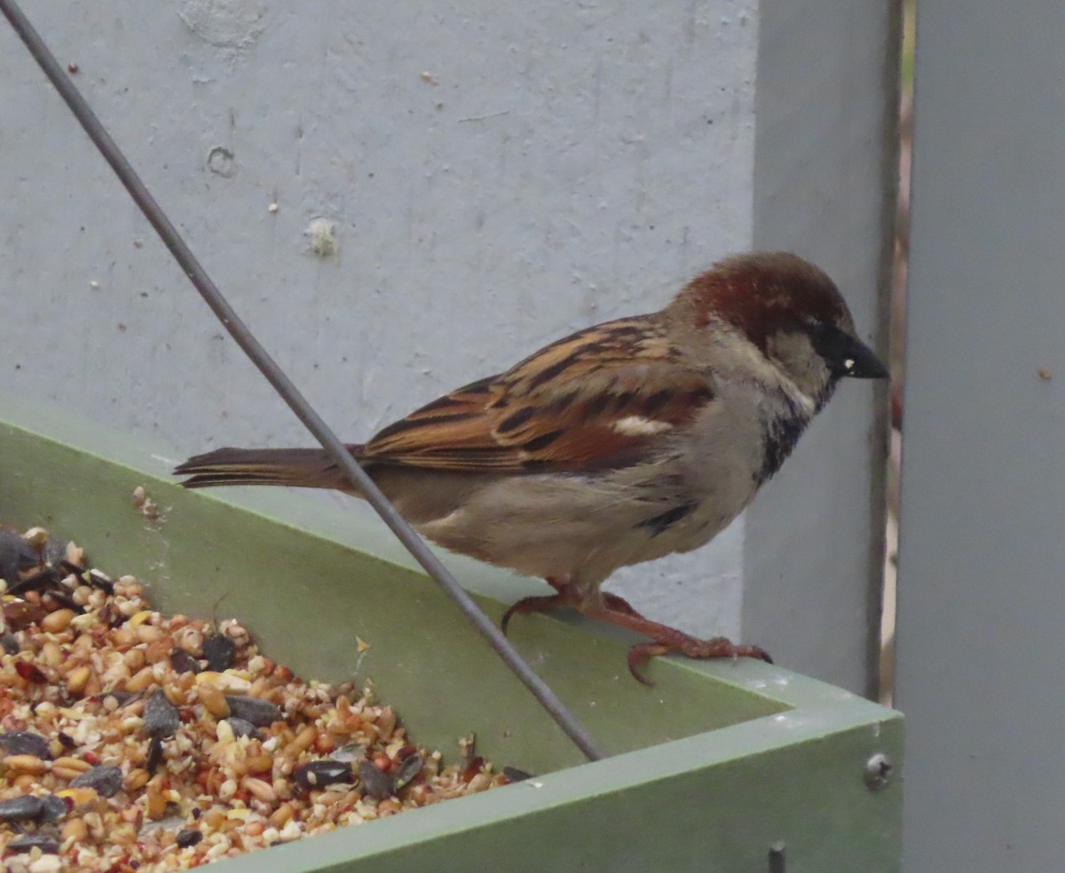 House Sparrow - ML618801349