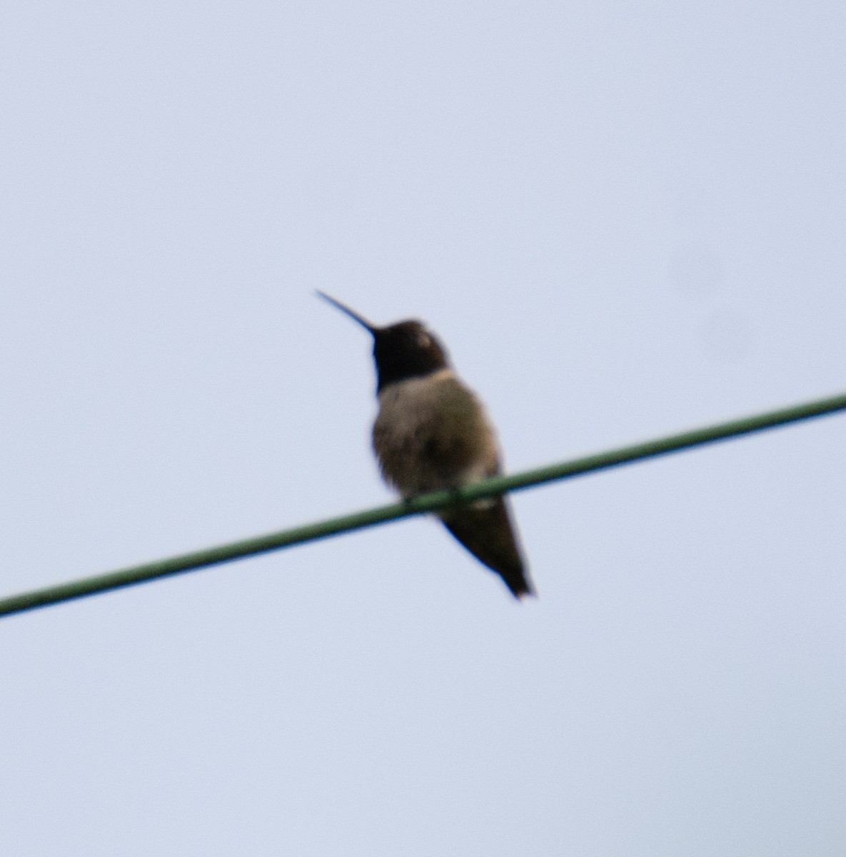 Black-chinned Hummingbird - ML618801365