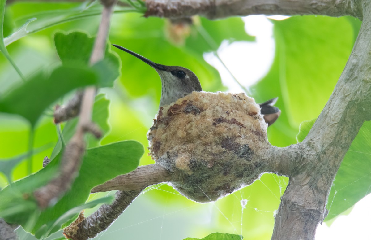 Anna's Hummingbird - ML618801369