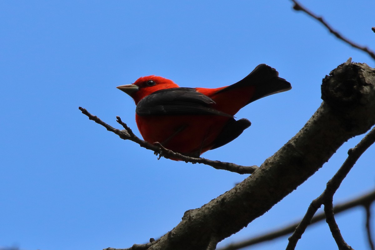 Scarlet Tanager - ML618801376