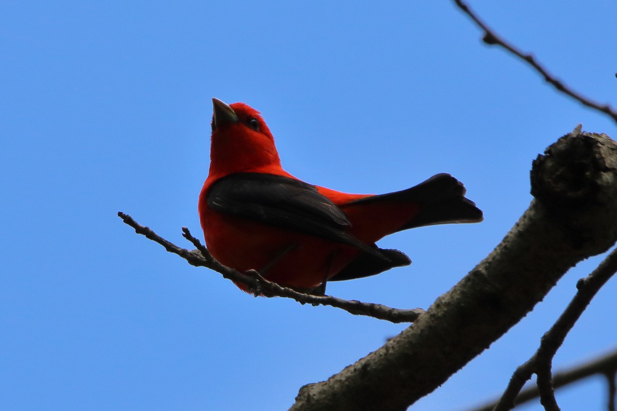 Scarlet Tanager - ML618801377