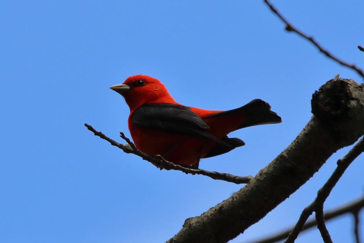 Scarlet Tanager - ML618801378