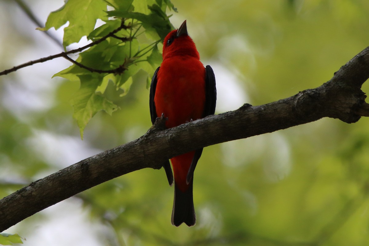 Scarlet Tanager - ML618801379