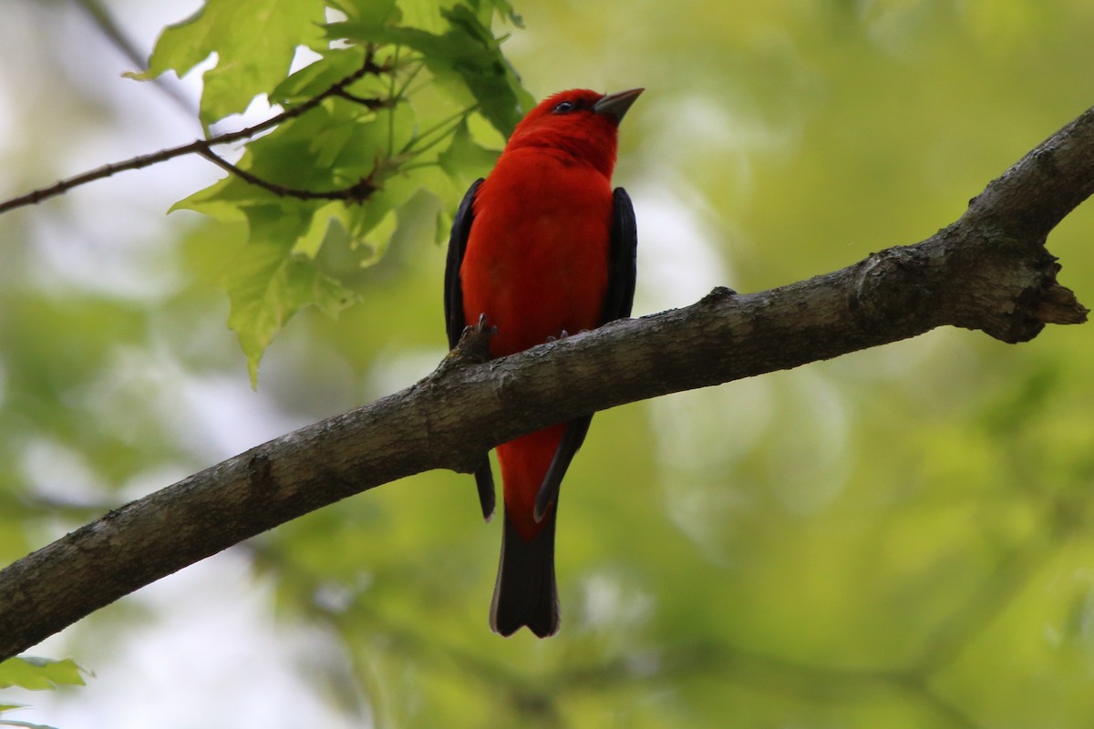 Scarlet Tanager - ML618801380