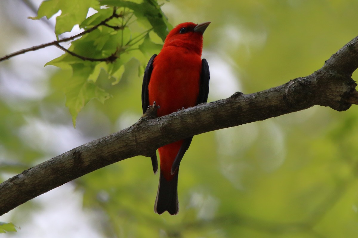 Scarlet Tanager - ML618801381
