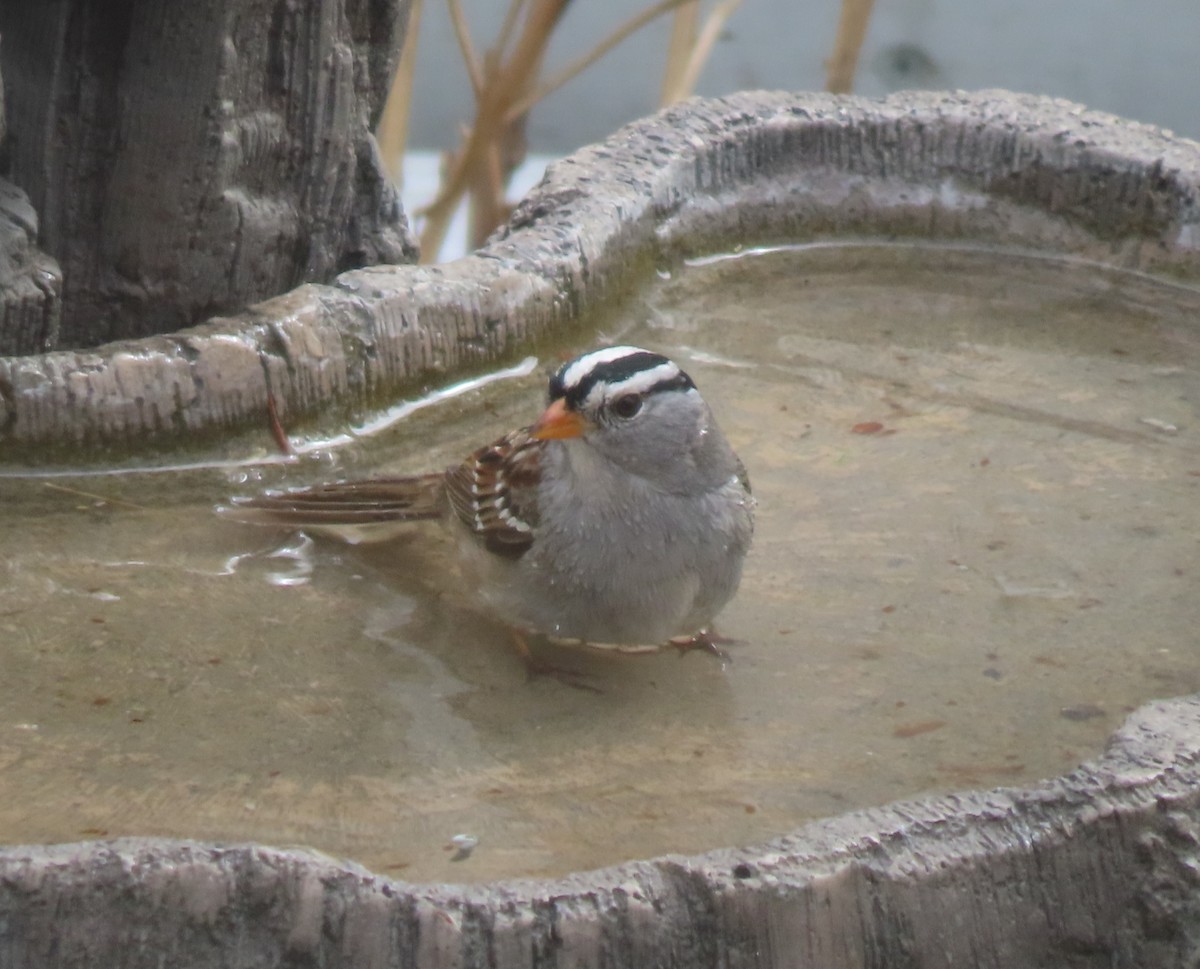 White-crowned Sparrow - ML618801396