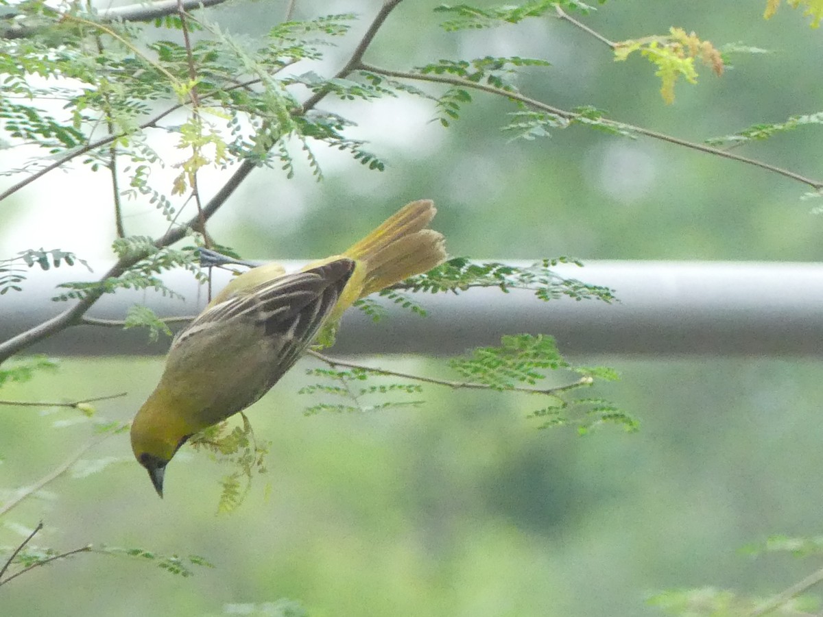 Orchard Oriole - ML618801421
