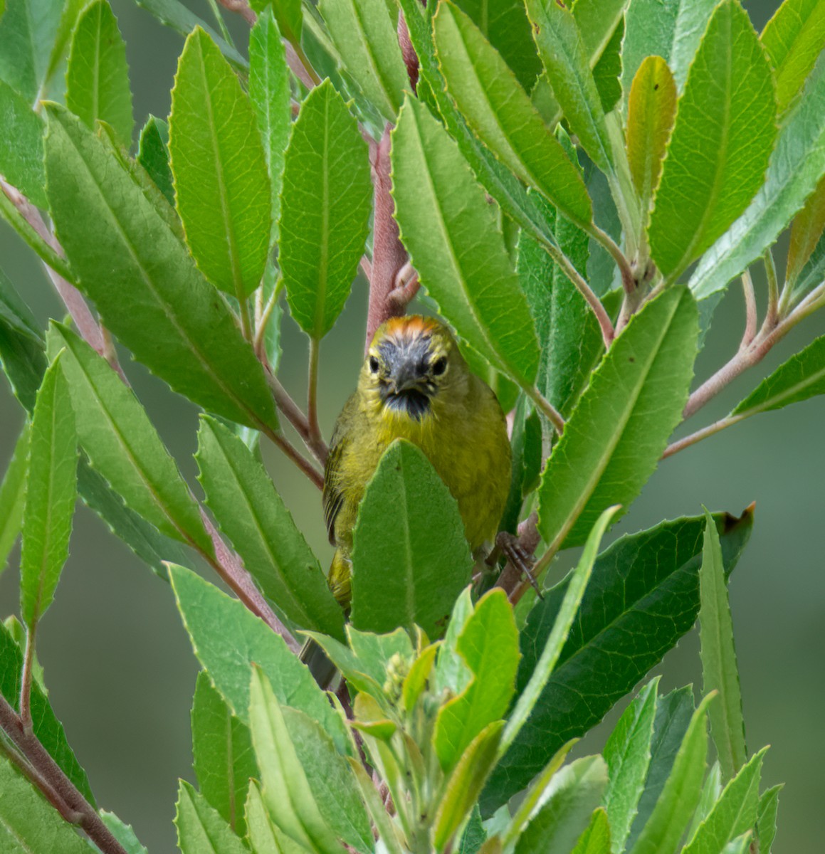 Orange-crowned Warbler - ML618801434