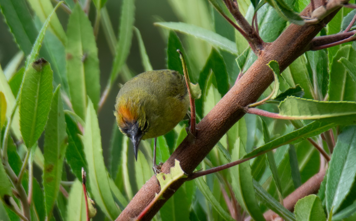 Orange-crowned Warbler - ML618801436