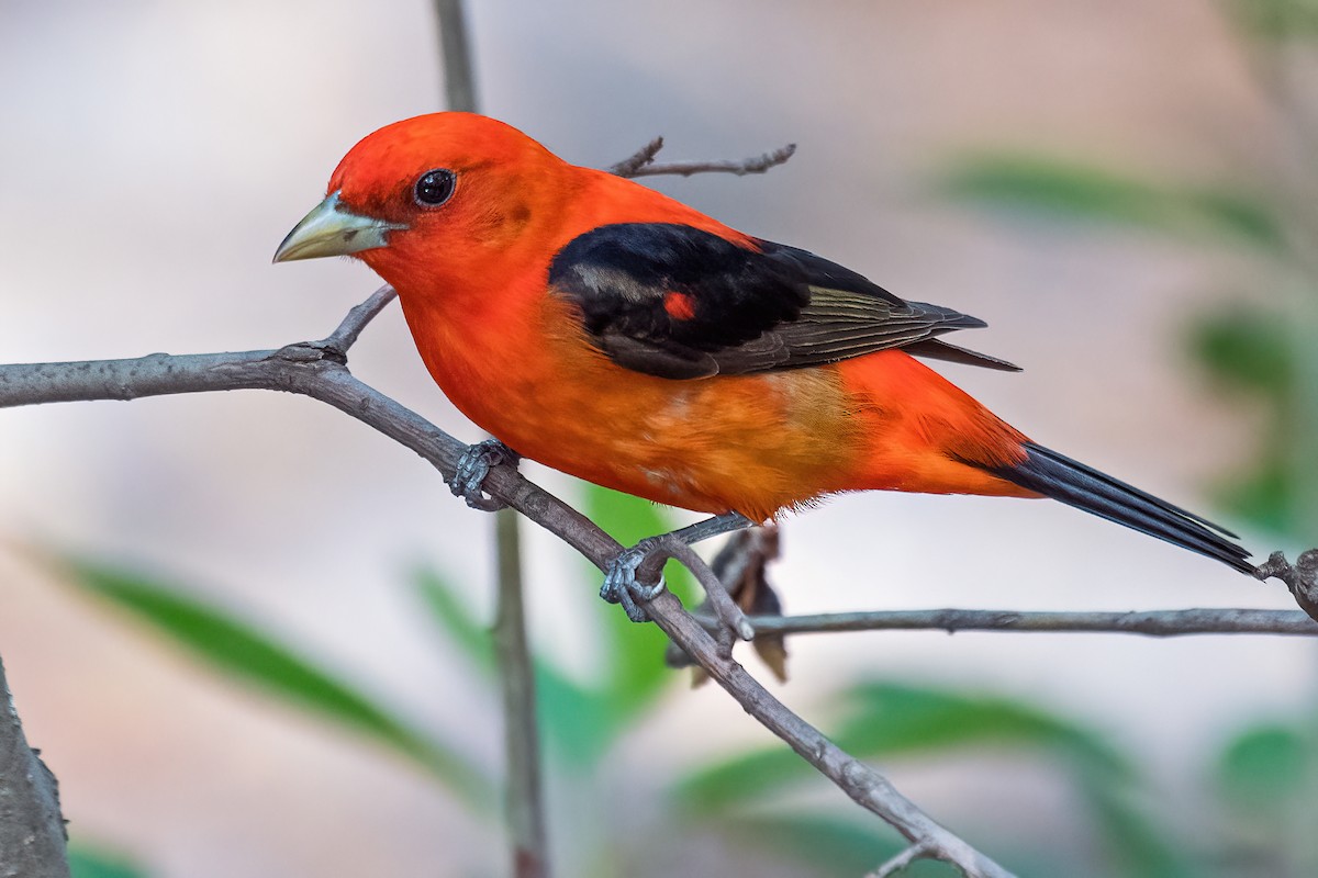 Scarlet Tanager - ML618801463