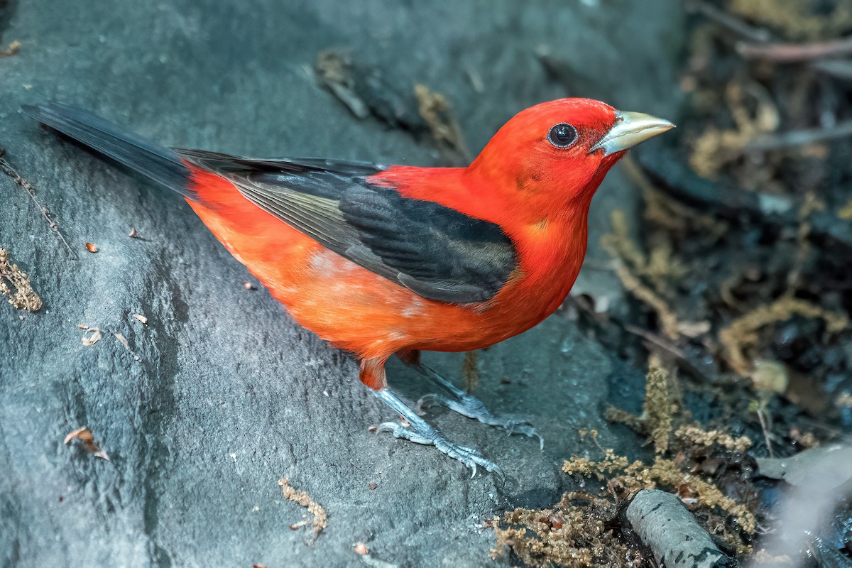 Scarlet Tanager - ML618801466