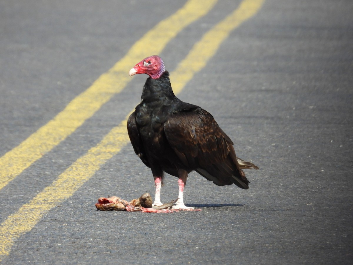 Turkey Vulture - José Vargas Mena