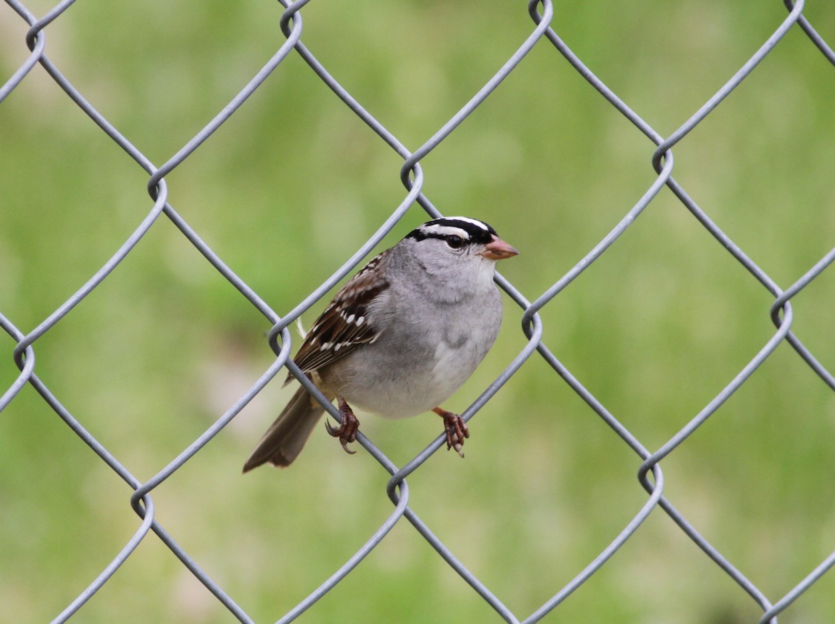 White-crowned Sparrow - Marc North