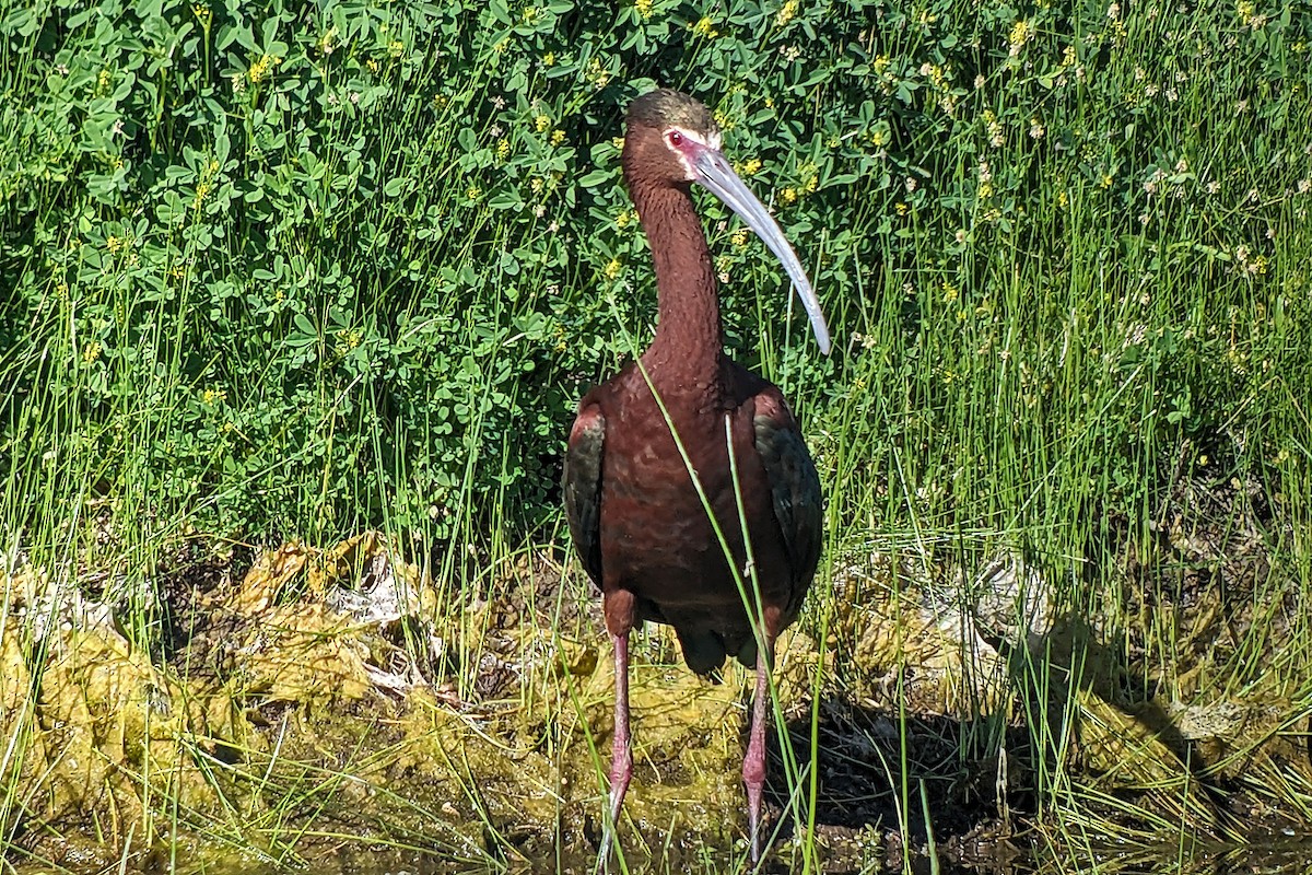 ibis americký - ML618801494