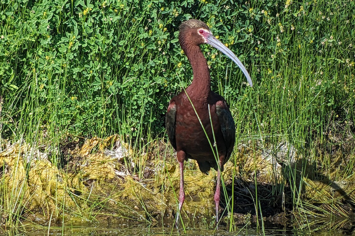 ibis americký - ML618801495